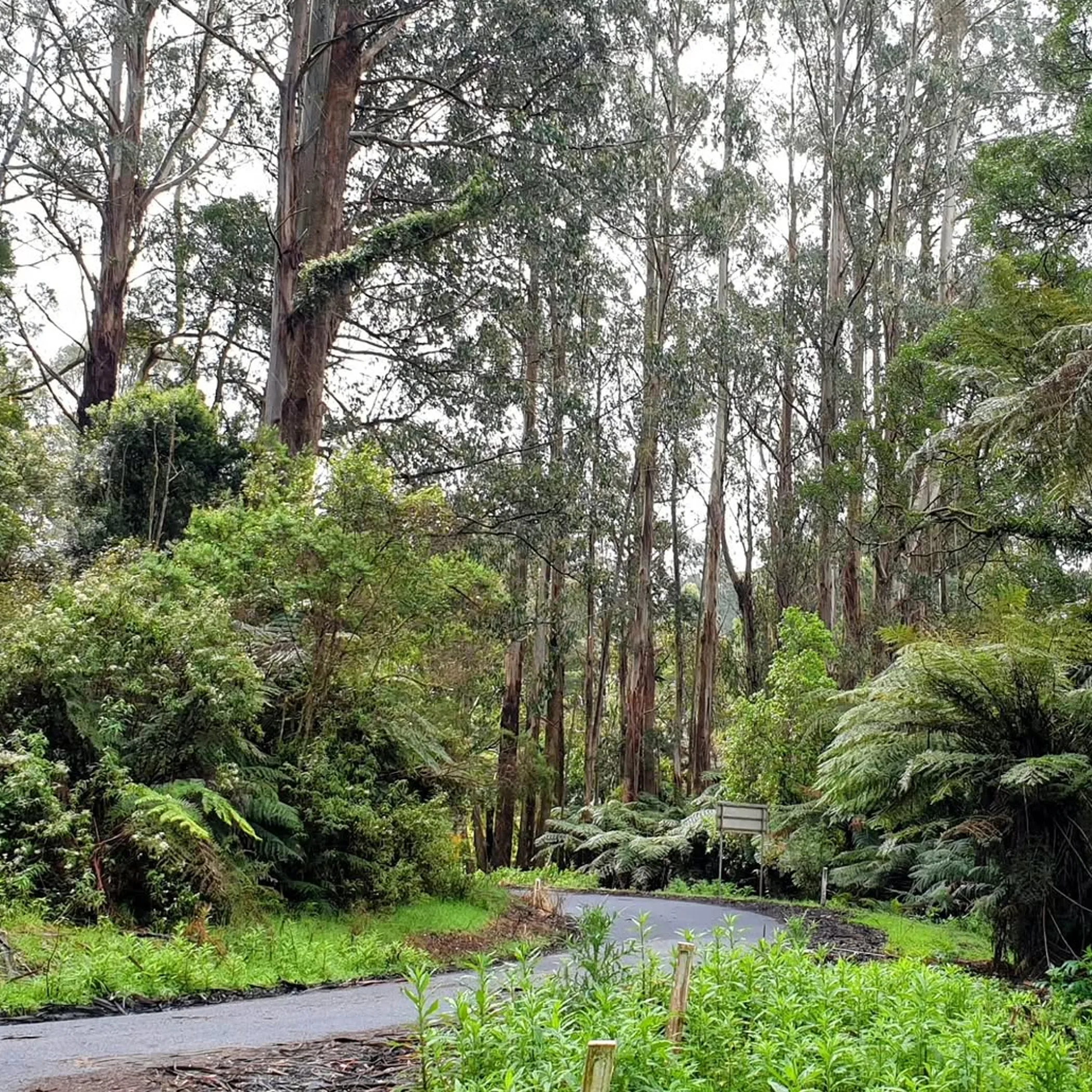 road through forest in national park