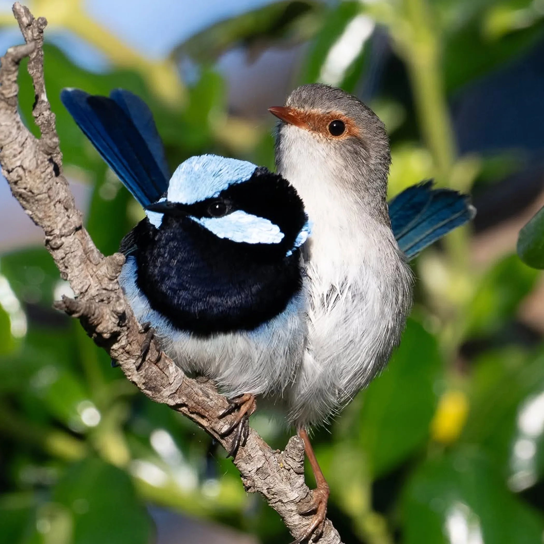 sharp photograph of australian birds