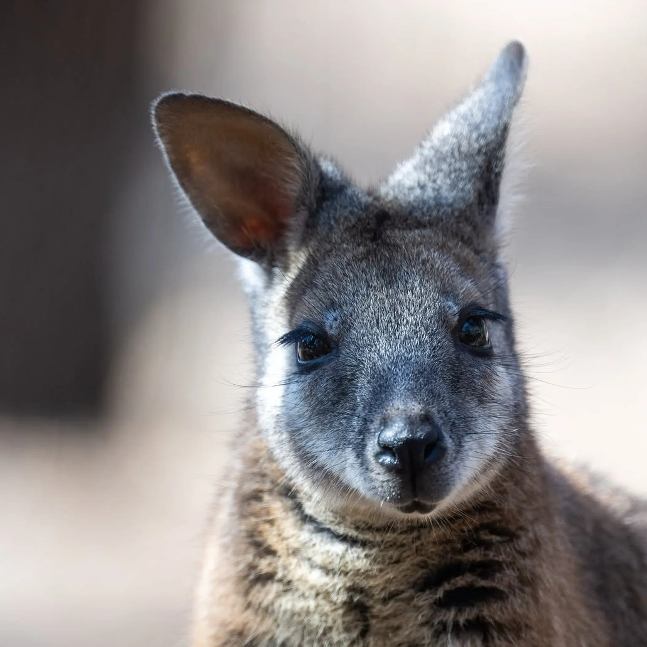 well-lit wildlife photo
