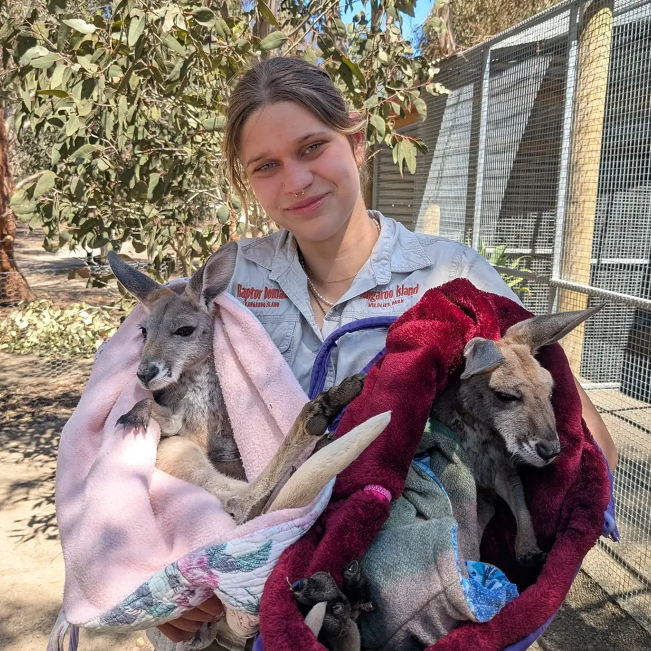 kangaroos and keeper in wildlife park