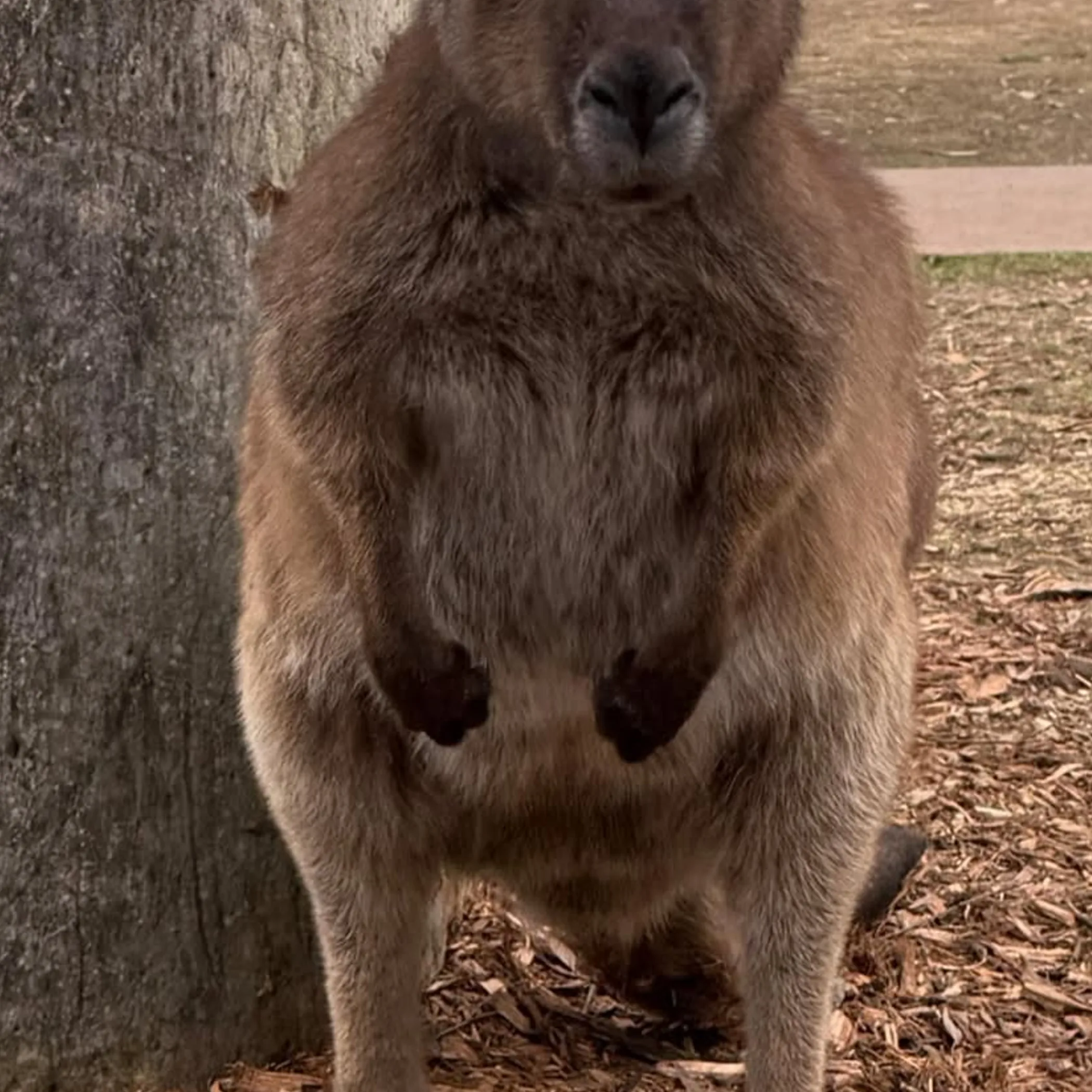 australian kangaroo in wildlife park