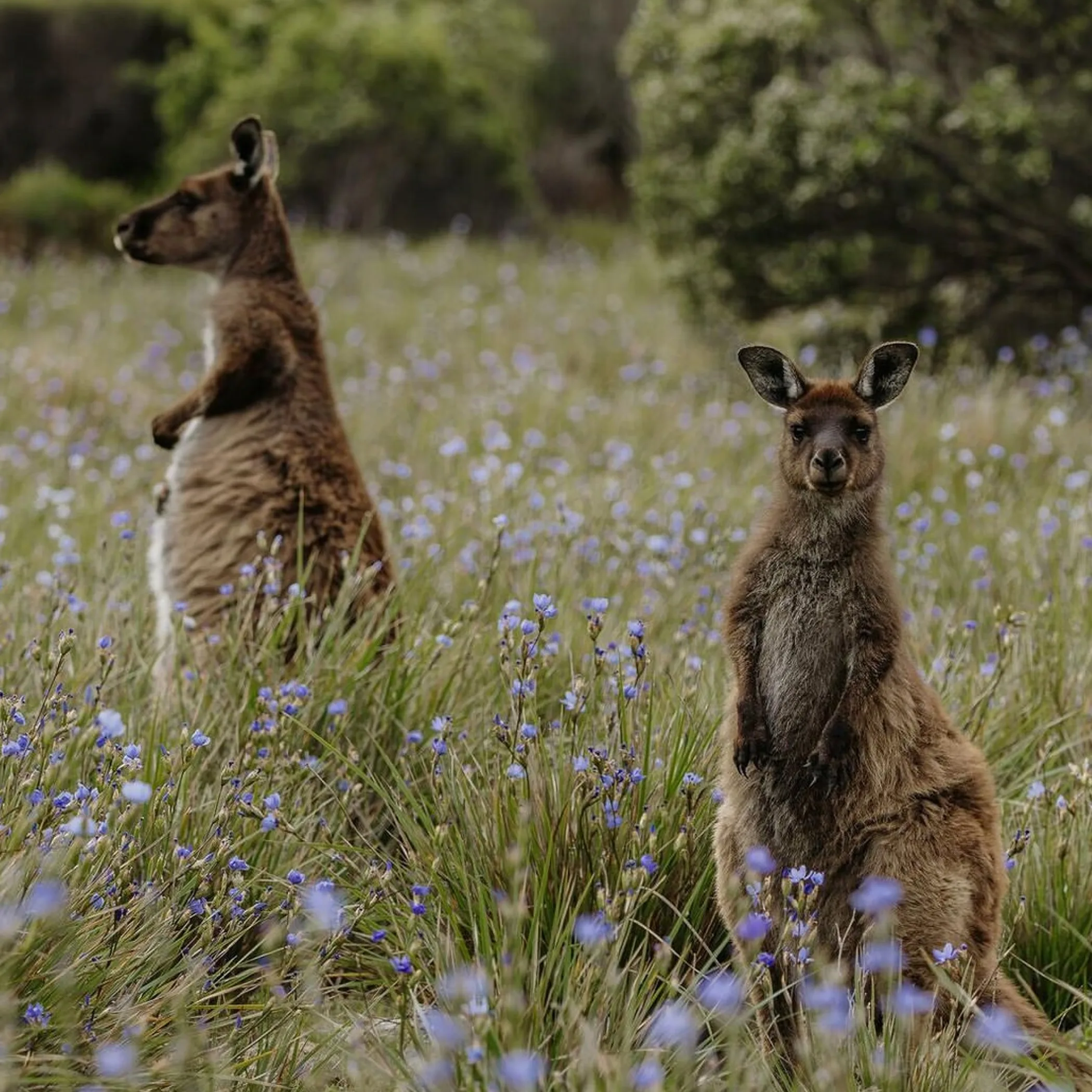 australian parkland wildlife