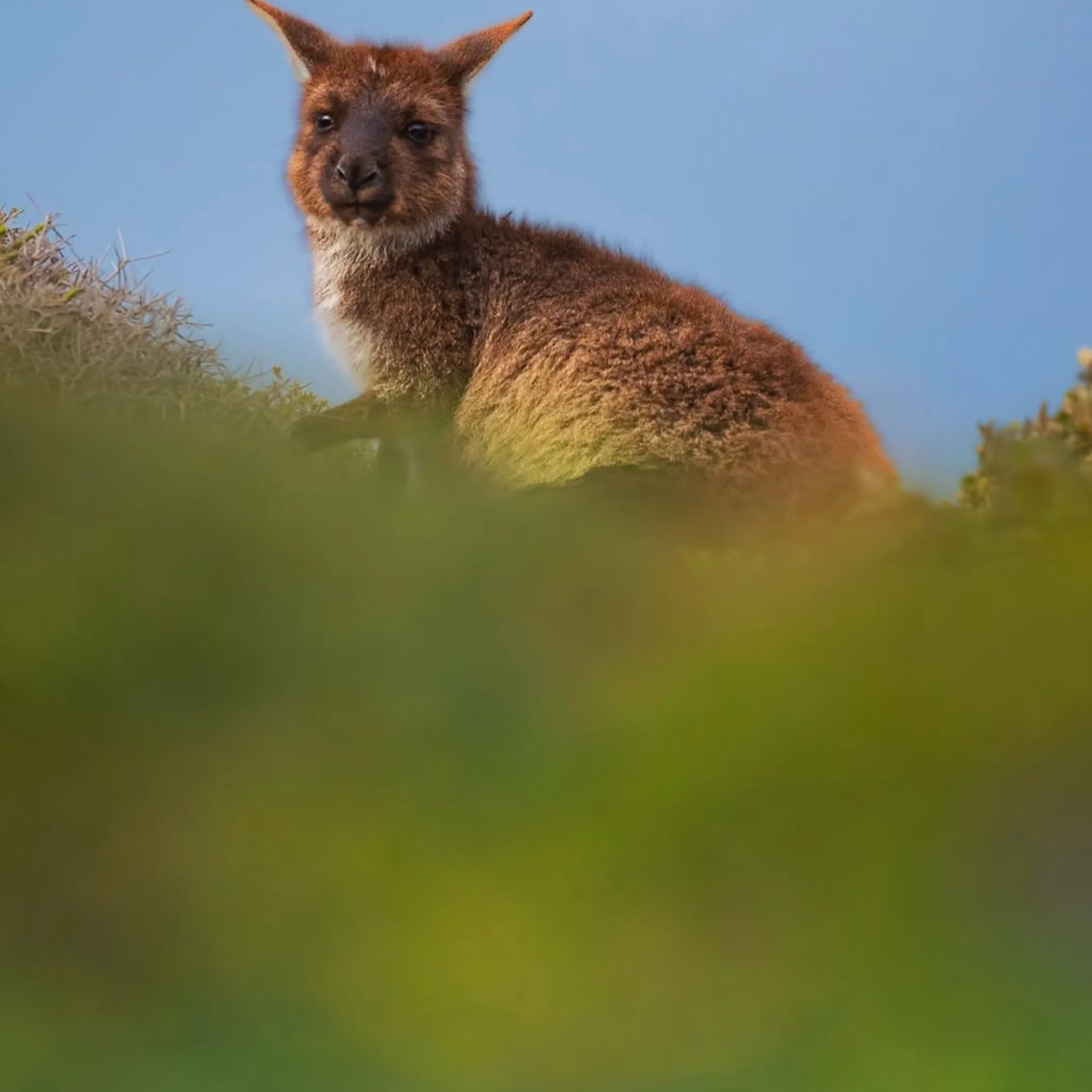 well-lit wildlife photograph